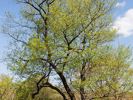 Black cherry tree