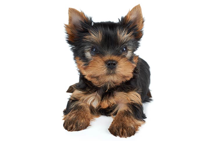 Yorkshire Terrier Yorkie Dog Breed Information