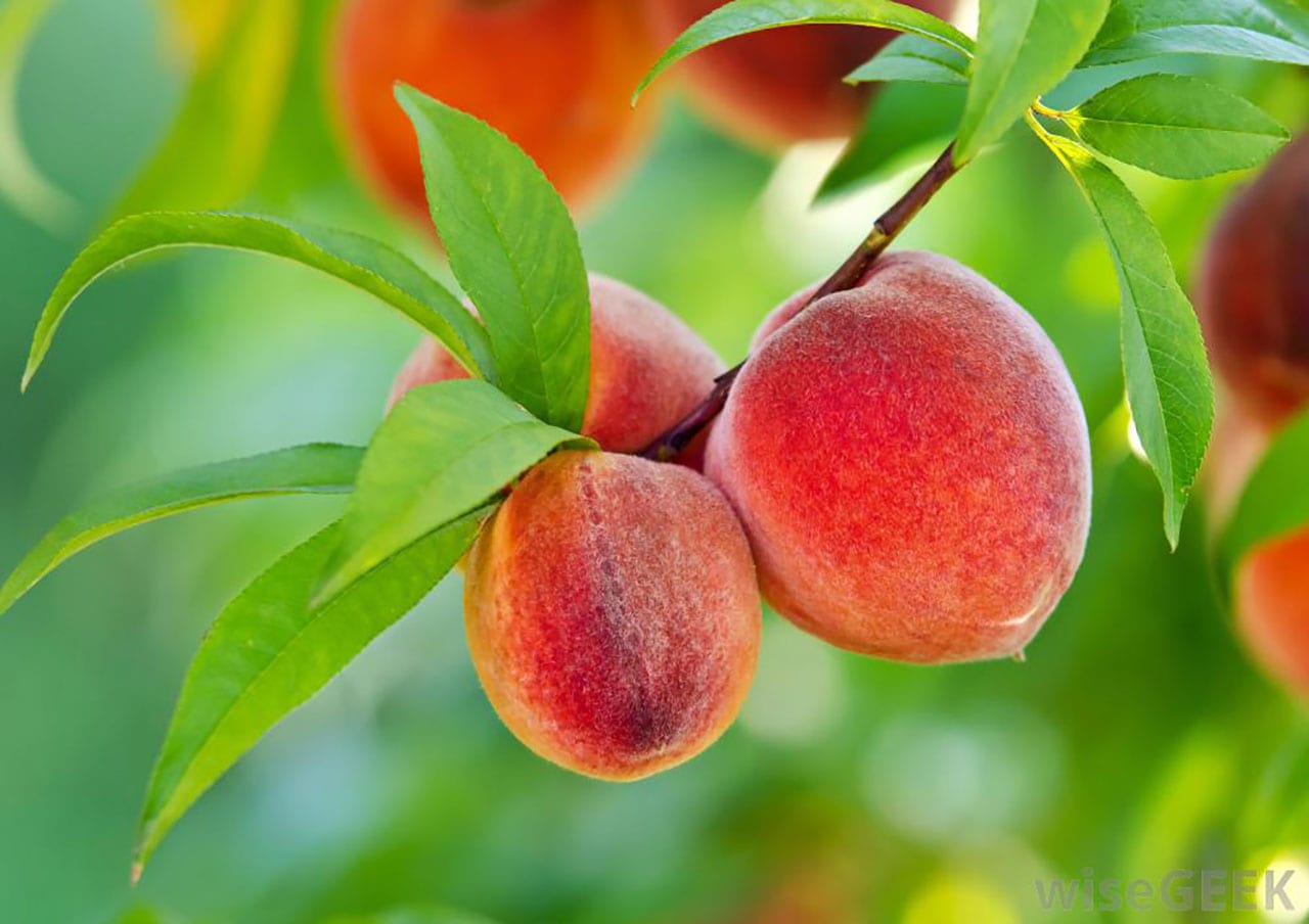 peach tree with two peaches on the limb