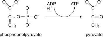 Glycolysis ATP and NADH