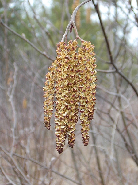 Alnus serrulata