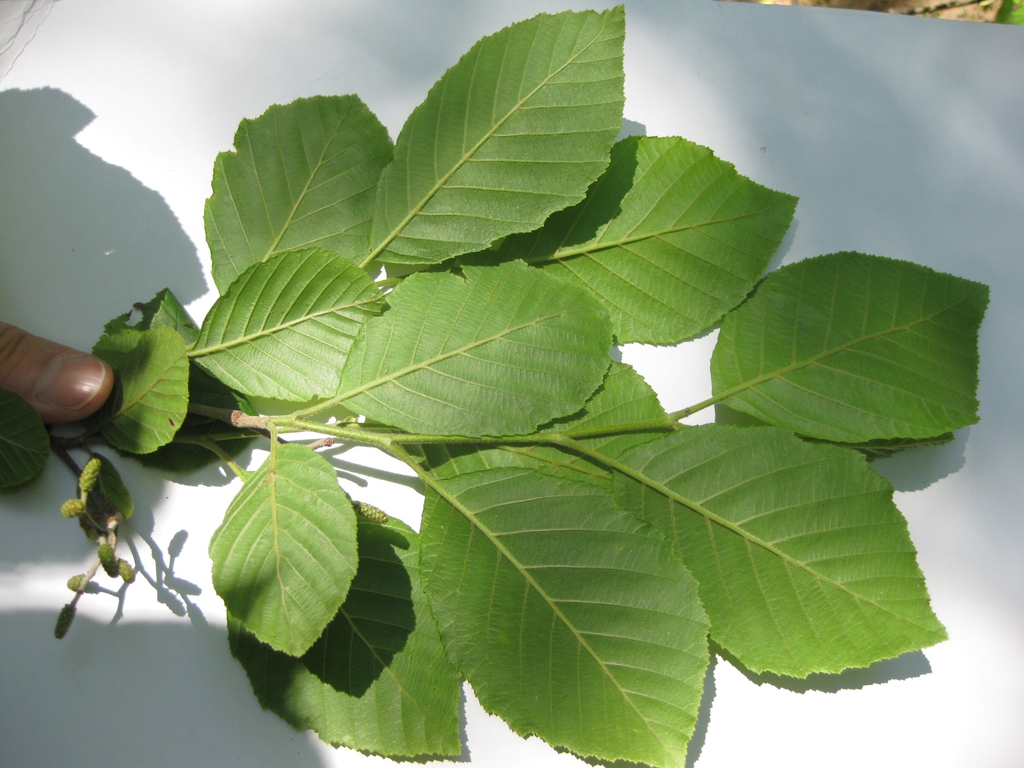 Leaves