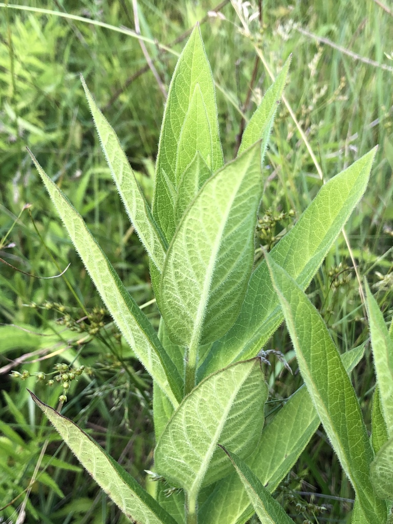 Underside of leaf