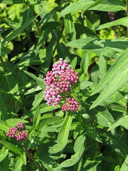 Asclepias rubra