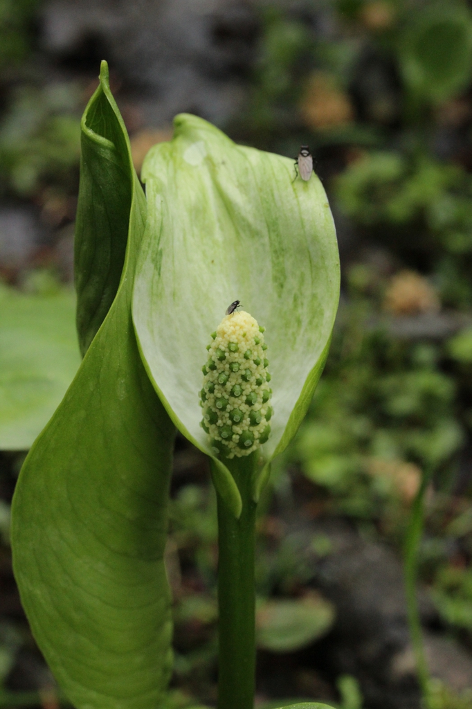 Calla Palustris