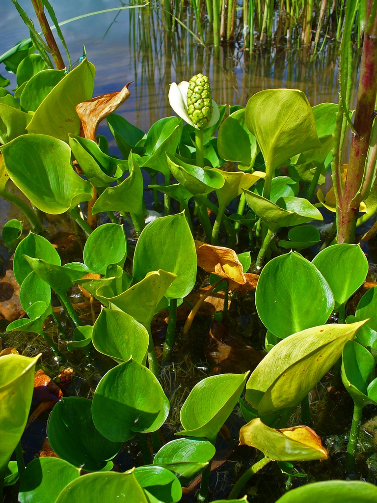 Calla Palustris