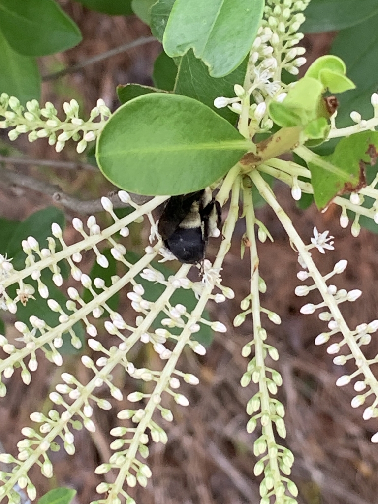 Bee on the flower