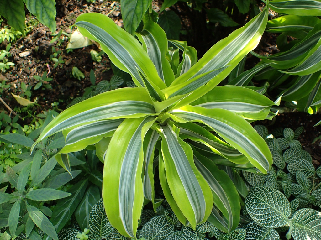 leaves and flowers