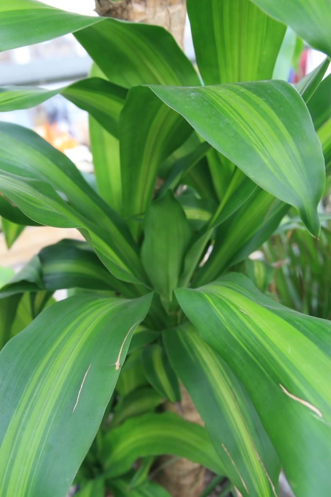 Strappy leaves with a lime green central sripe