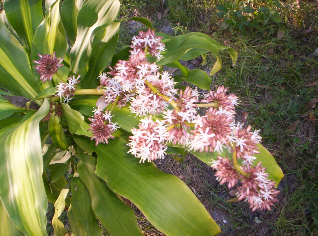 leaves and flowers