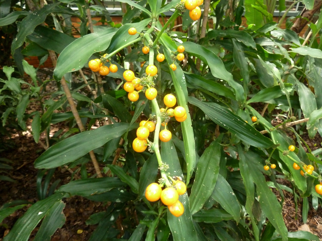 leaves and berries