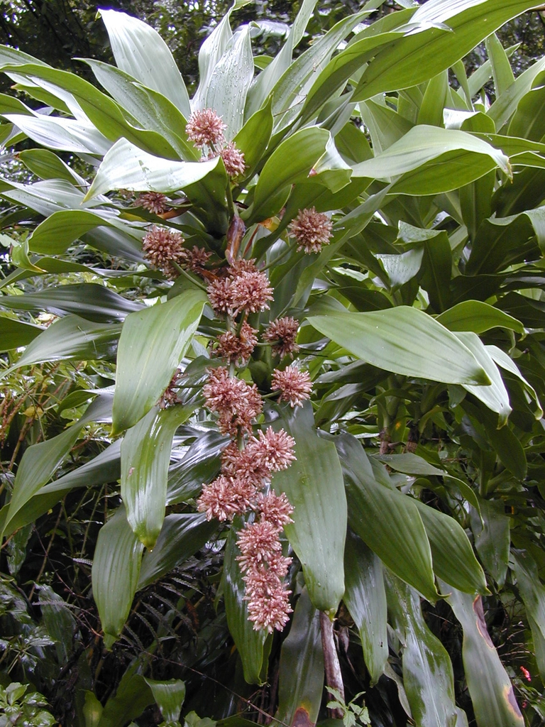 leaves and flowers