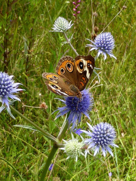 Eryngium aquaticum