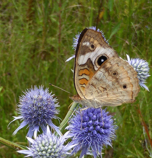 Eryngium aquaticum