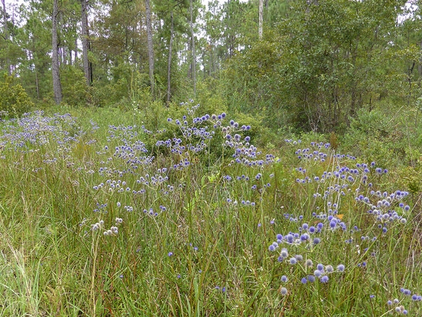 Eryngium aquaticum