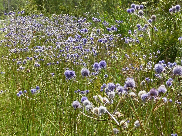 Eryngium aquaticum