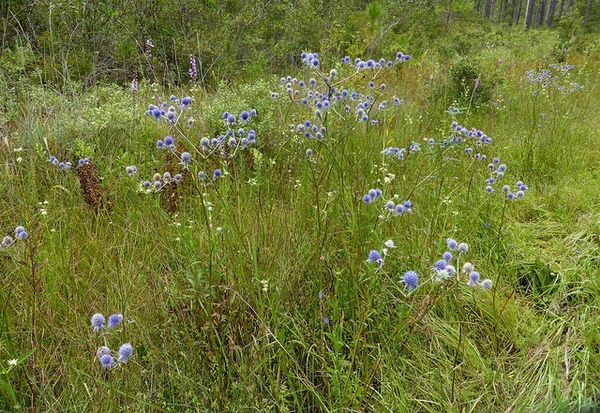 Eryngium aquaticum