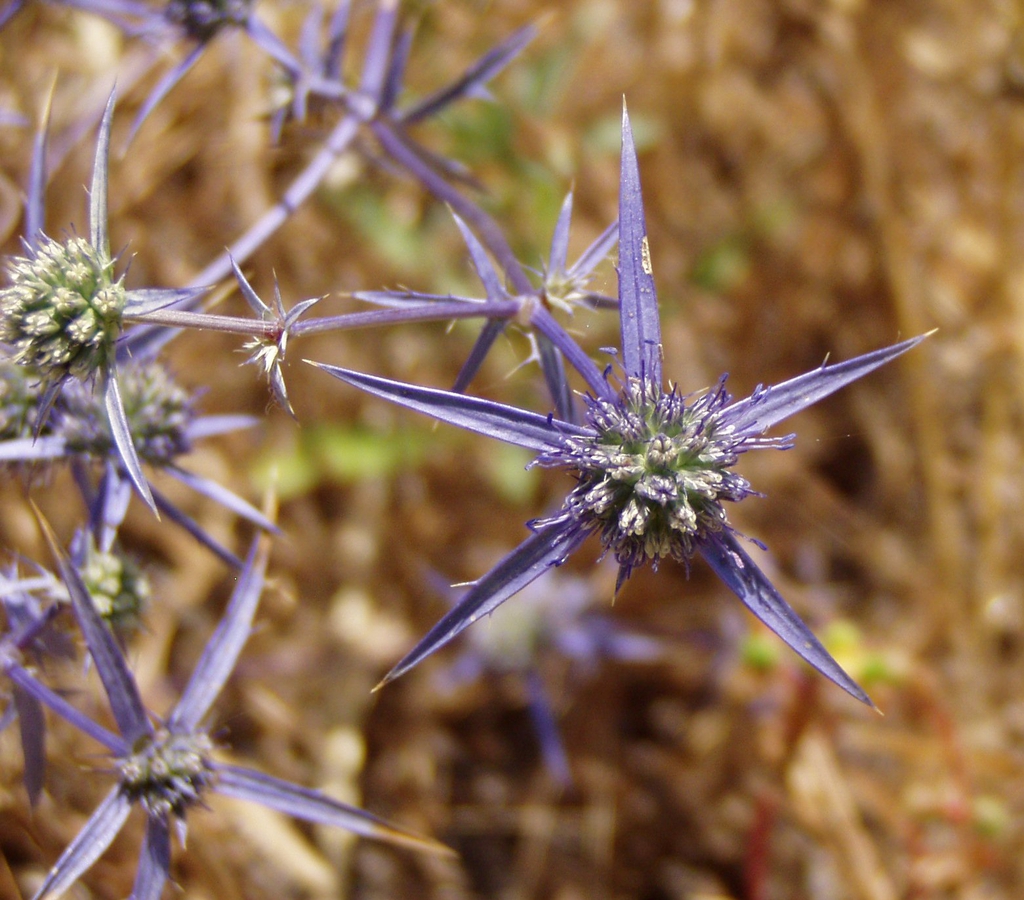 Eryngium aquaticum