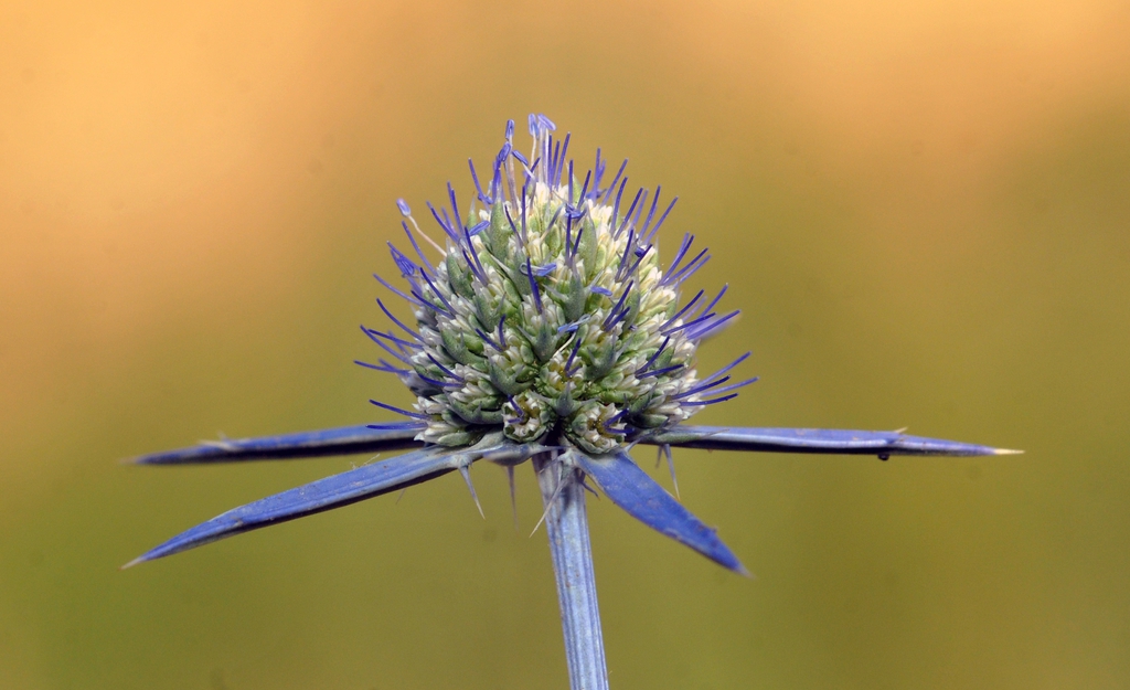 Eryngium aquaticum