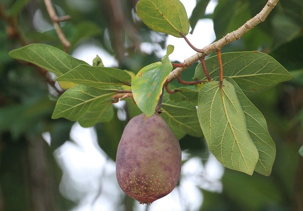 Ficus pumila ripe fruit