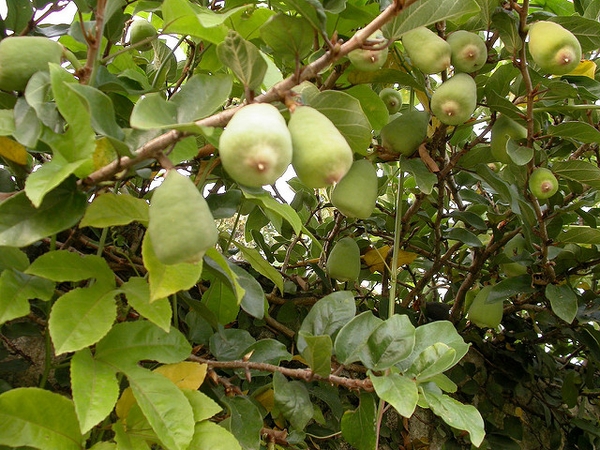 Ficus pumila vines and fruit