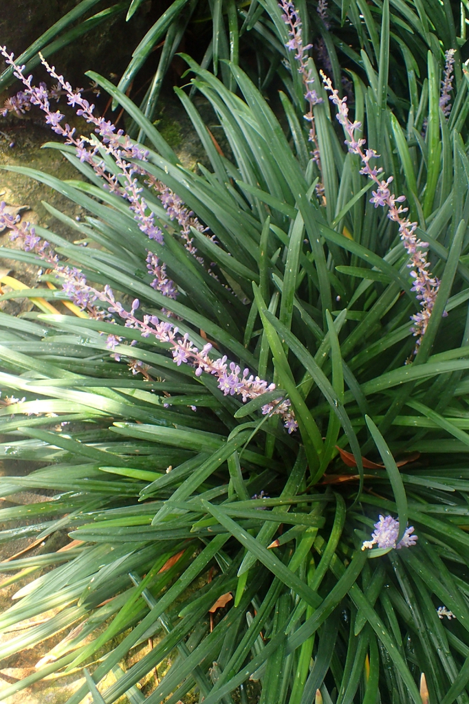 Plant in Bloom