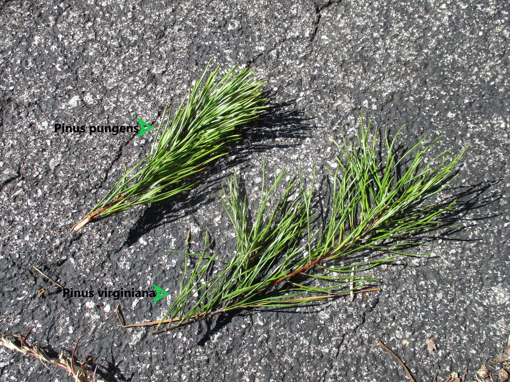 Two needles per bundle - comparison photo of Pinus pungens