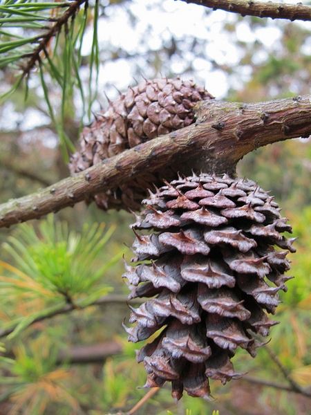 Pinus virginiana