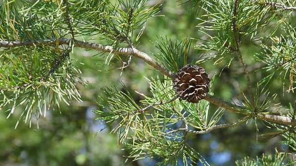 Pinus virginiana