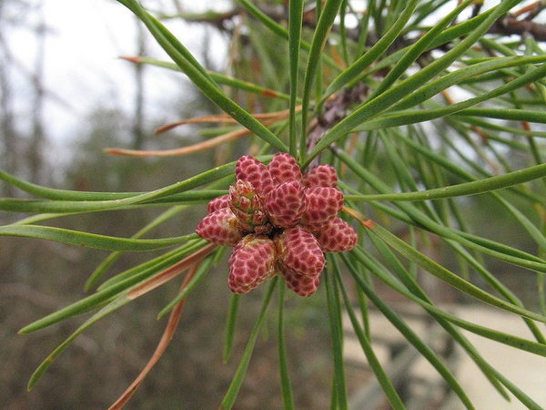 Pinus virginiana