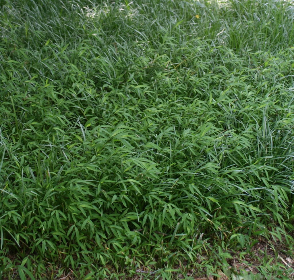 Large planting of Liriope spicata used on a slope, invaded by Ja