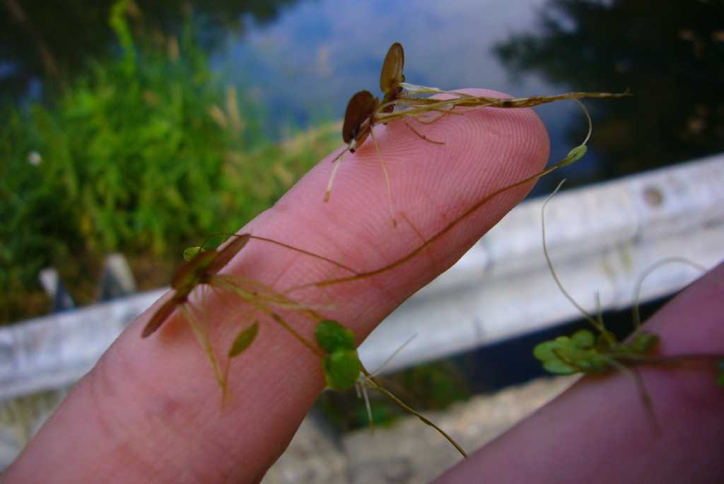 Spirodela polyrhiza