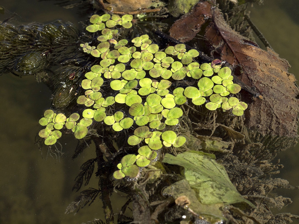 Spirodela polyrhiza