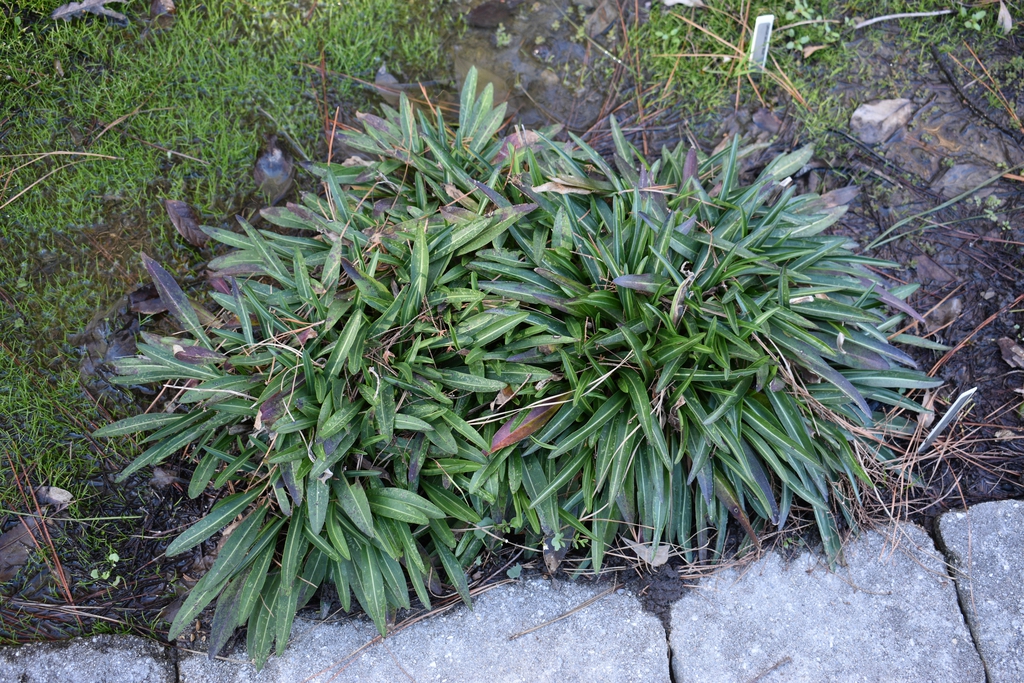 'Color Wheel' Form -Winter - Wake Co, NC