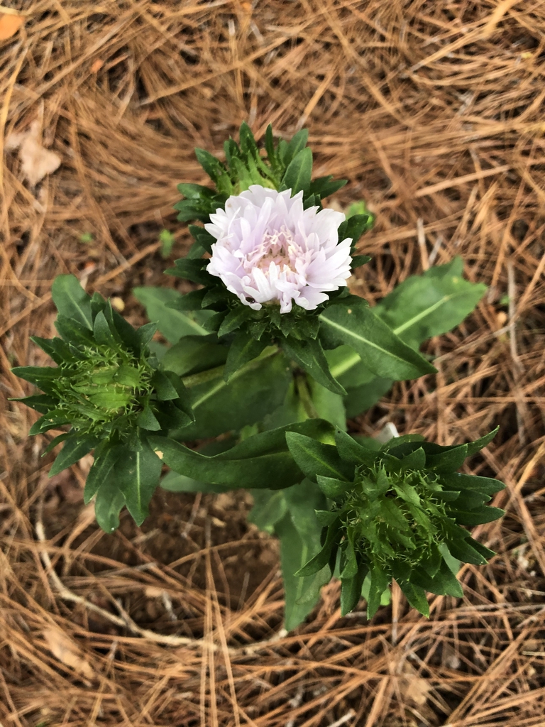 Stokesia laevis