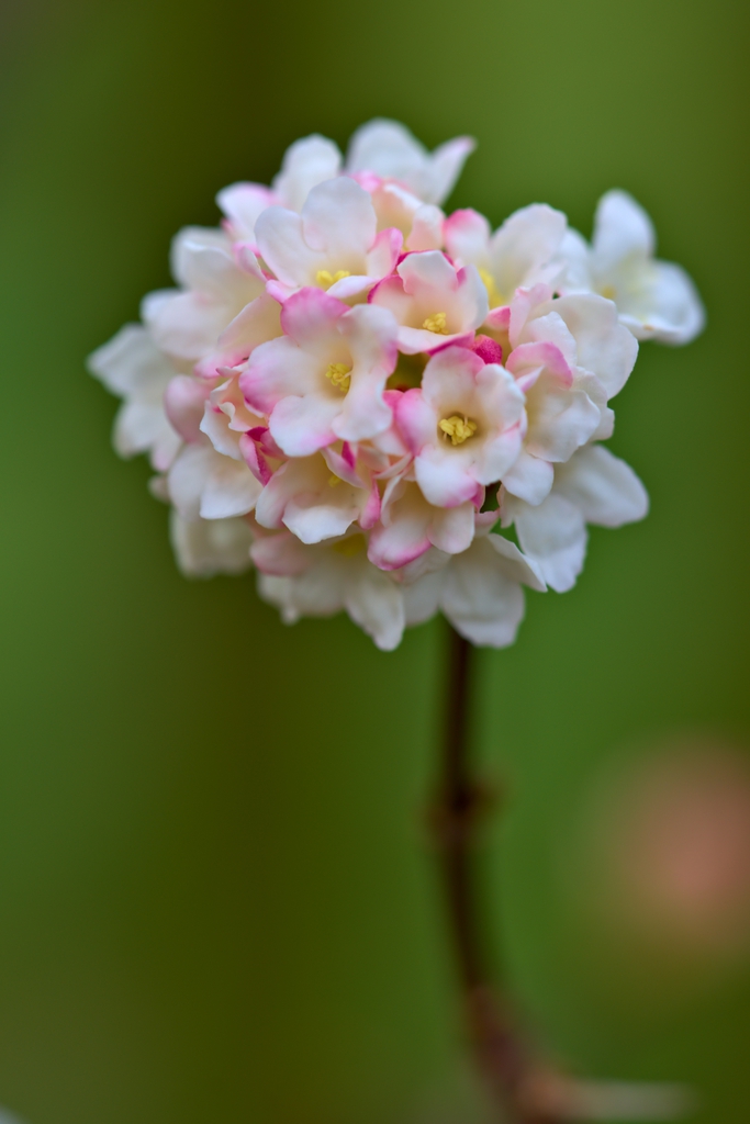 Viburnum x bodnantense