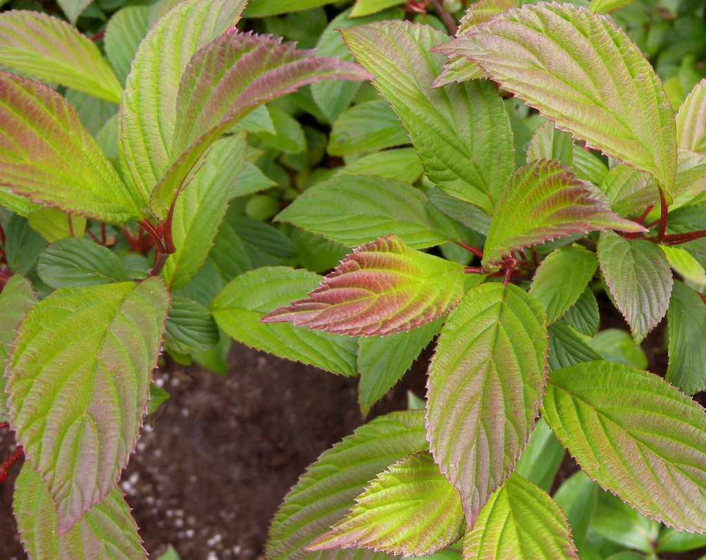 Viburnum x bodnantense