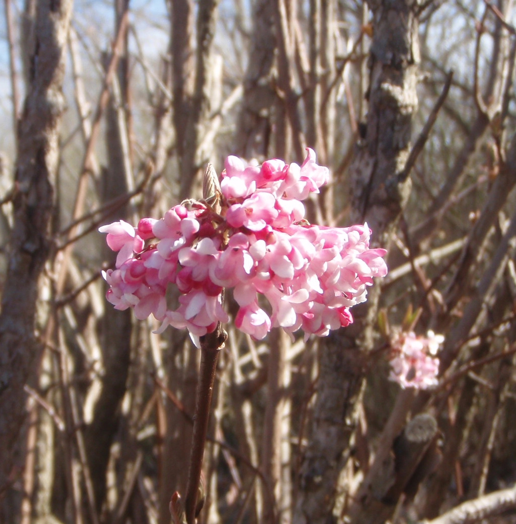 'Dawn' Flower