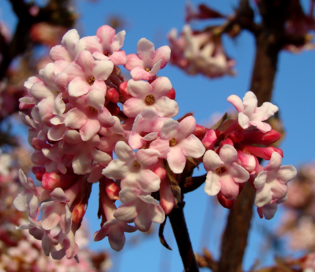 Viburnum x bodnantense