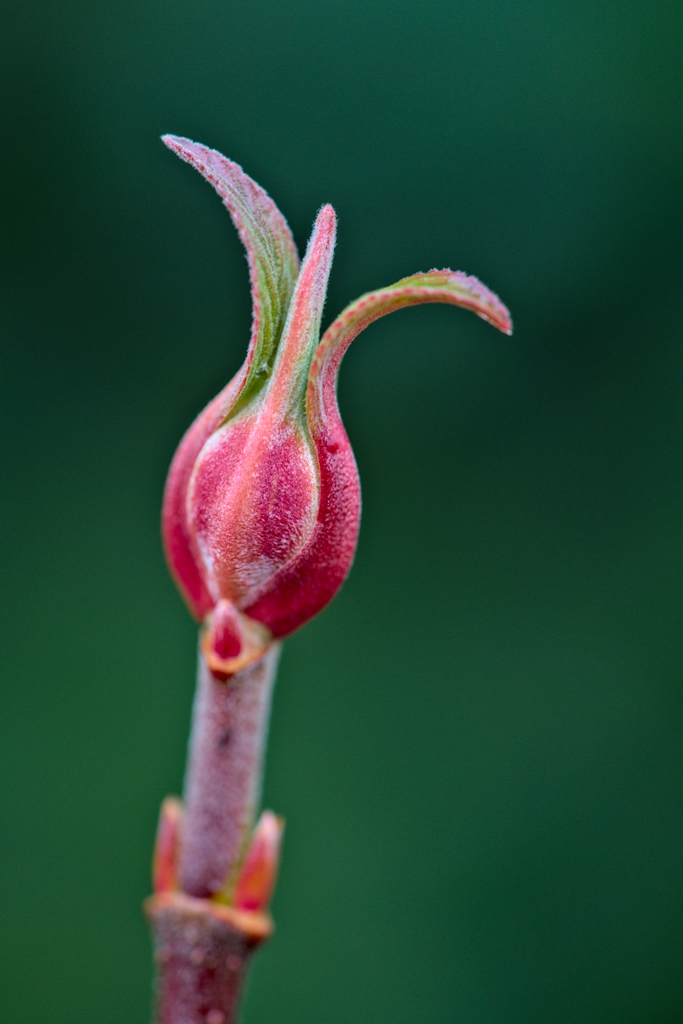 Viburnum x bodnantense