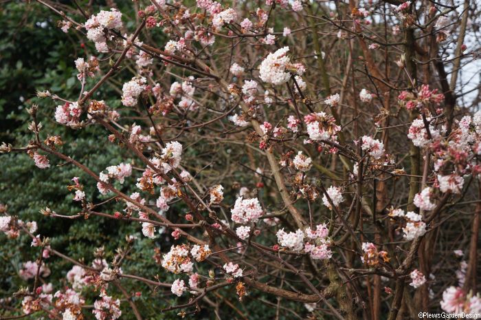 Viburnum x bodnantense