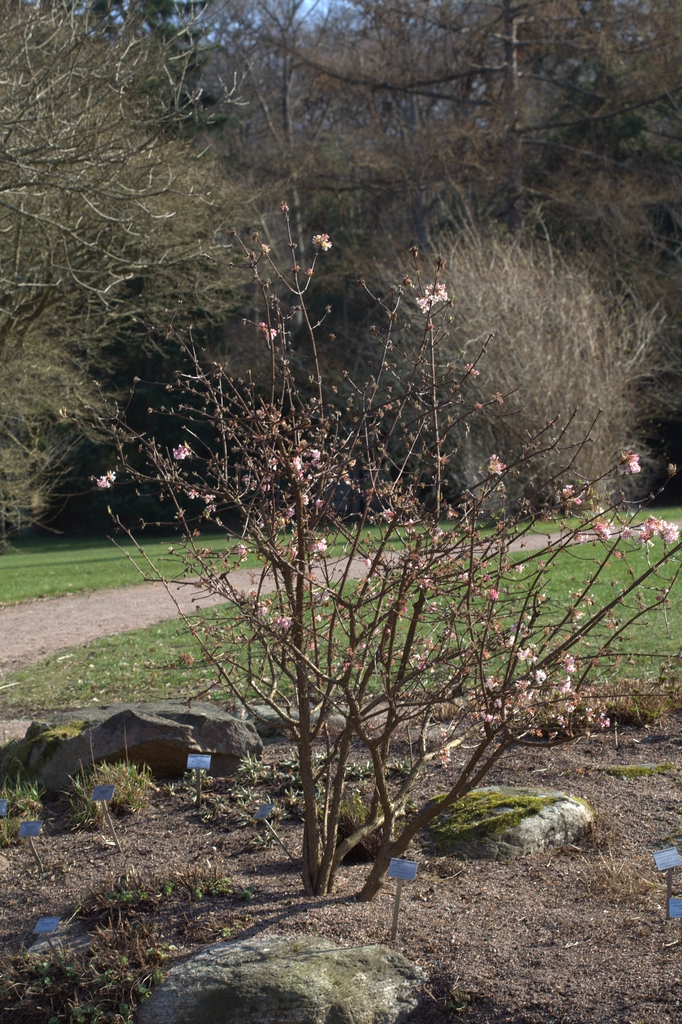 Viburnum x bodnantense