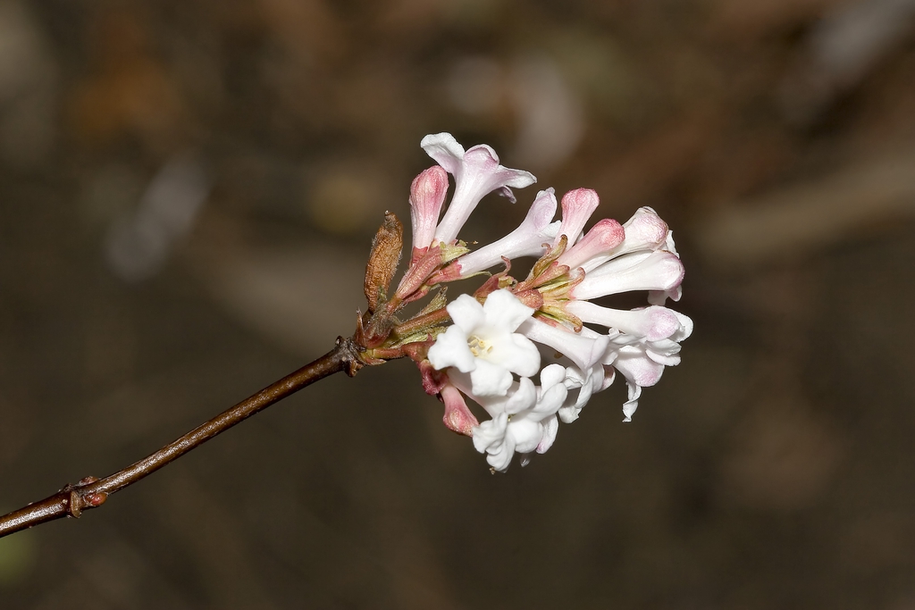 Viburnum x bodnantense