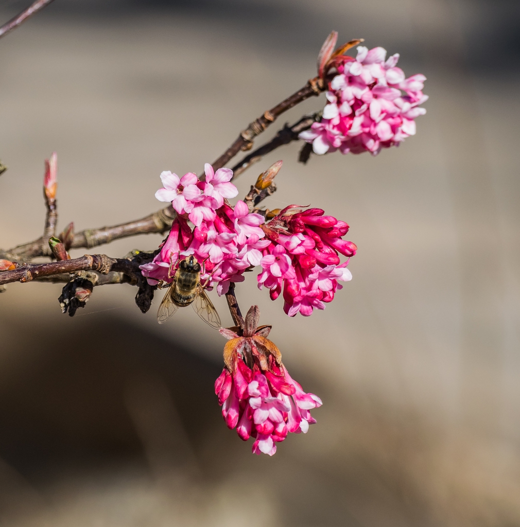 Viburnum x bodnantense