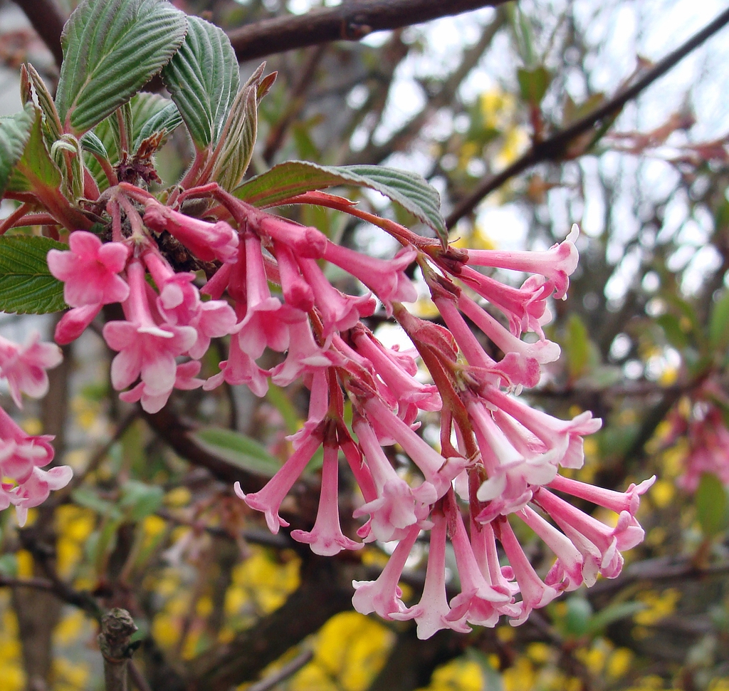 Viburnum x bodnantense