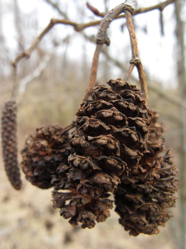 Female cones in the winter.