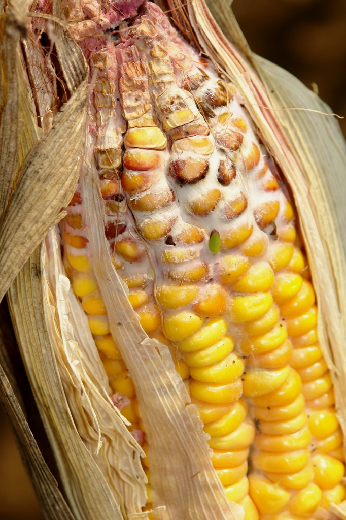 Zea mays with Gibberella ear rot (Gibberella zeae)