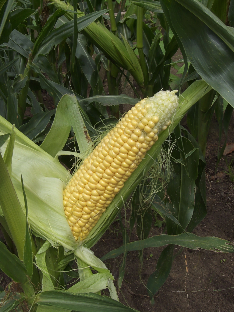 Zea mays convar. saccharata cob