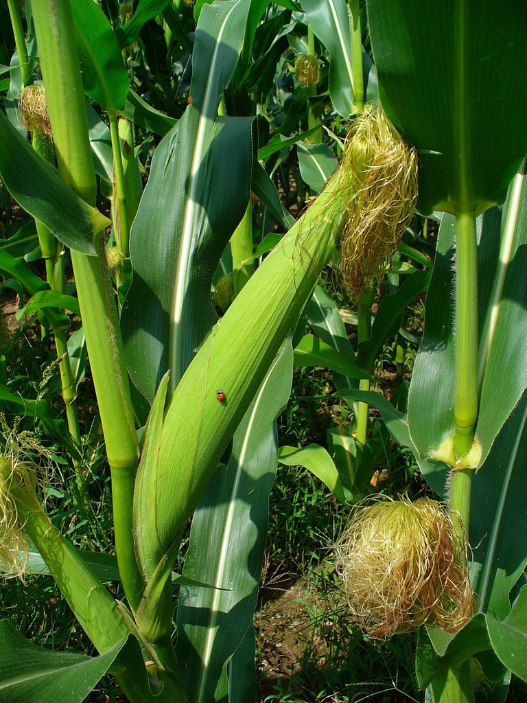 Zea mays female inflorescence