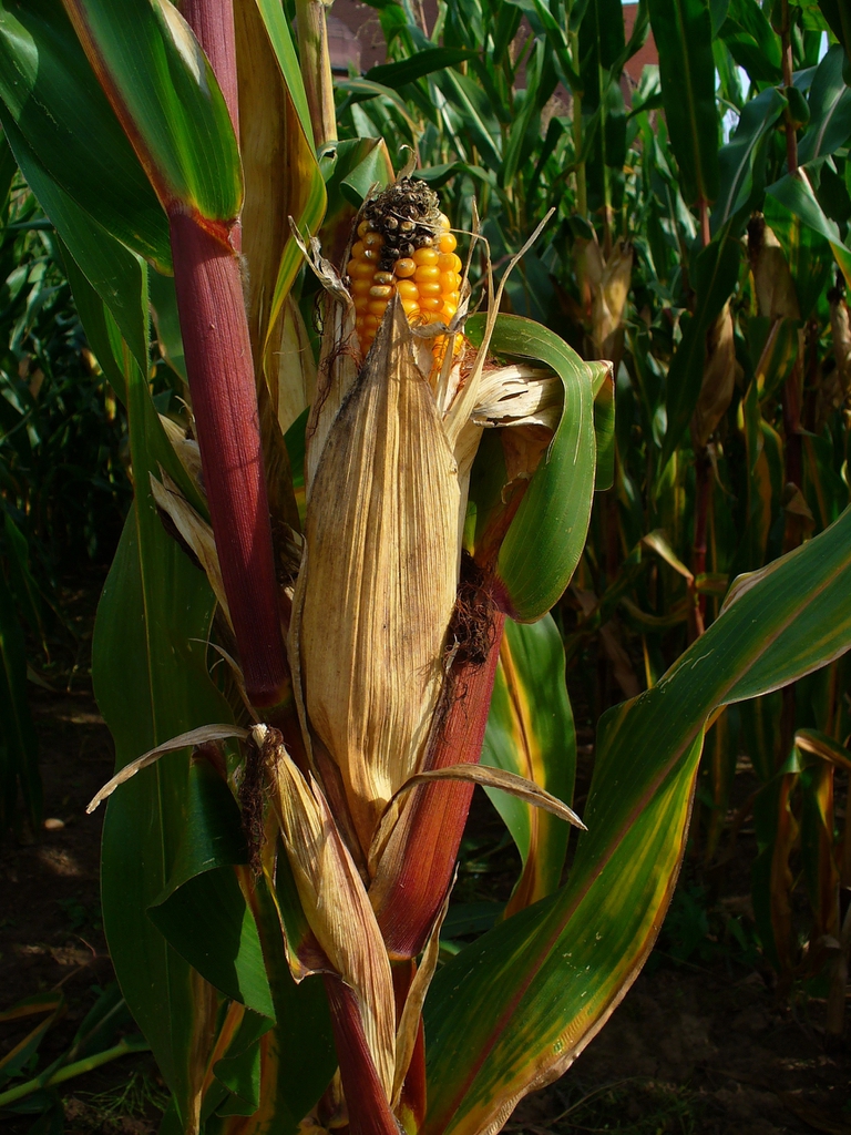 Zea mays infrutescence